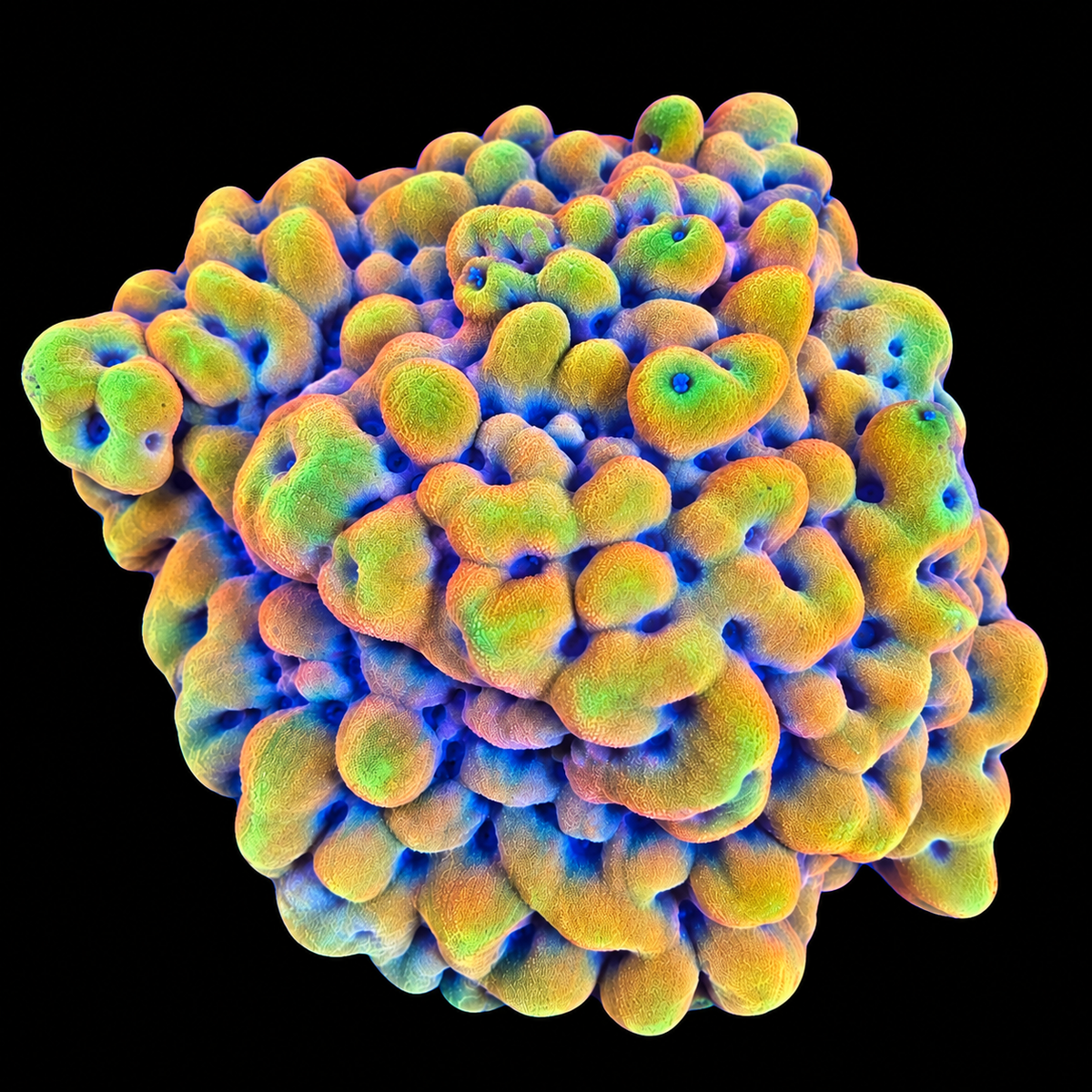 WYSIWYG TSA The Beast Coral Frag