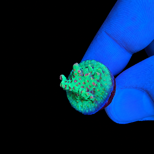 WYSIWYG WWC Strip Tease Acropora Coral Frag