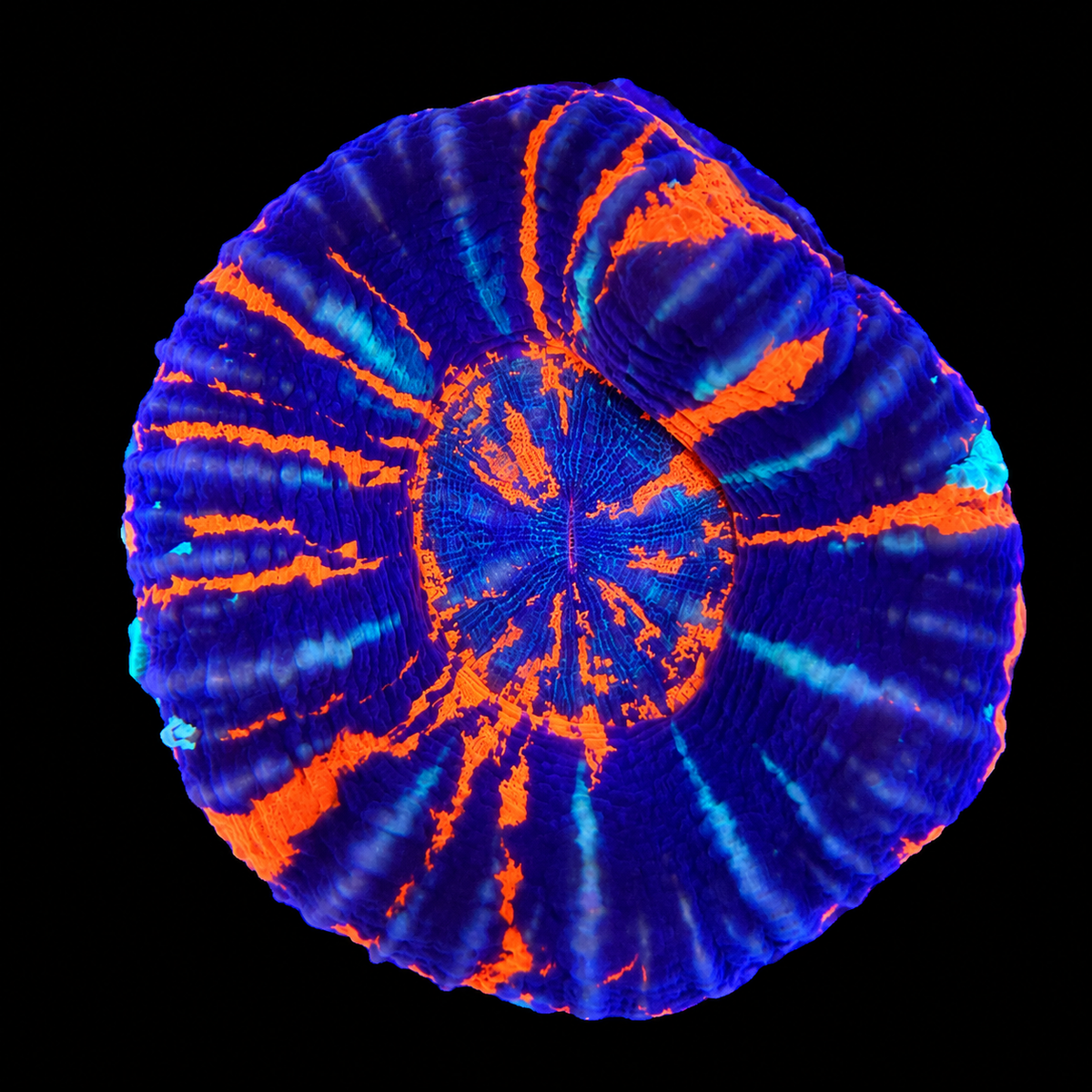 WYSIWYG War Paint Scolly Coral