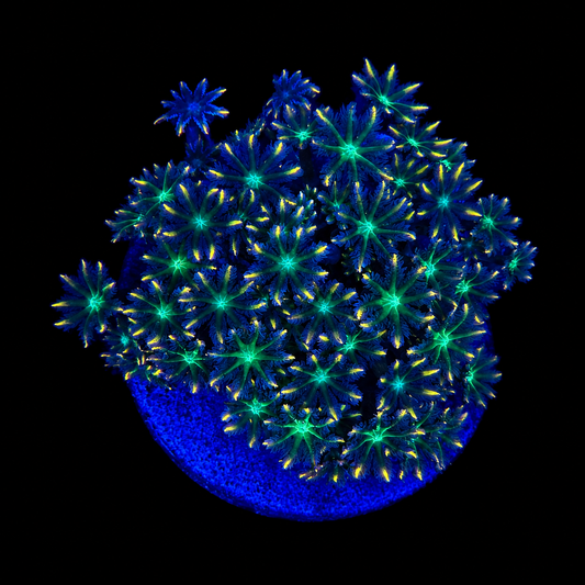 WYSIWYG Ultra Clove Polyp Coral