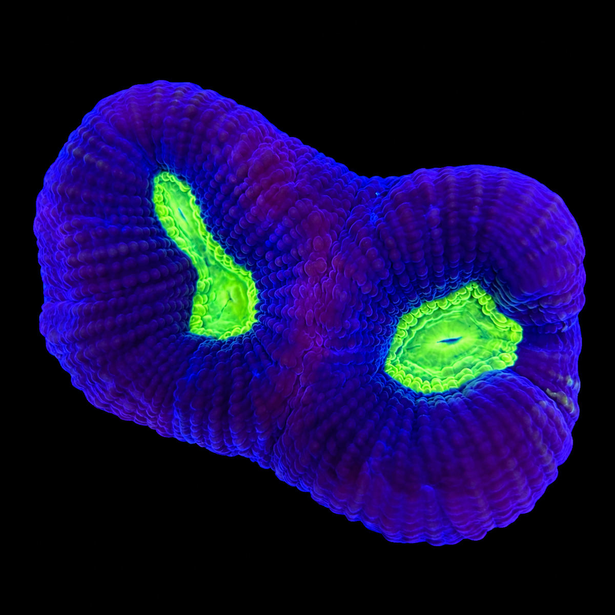 Favia Moon Coral