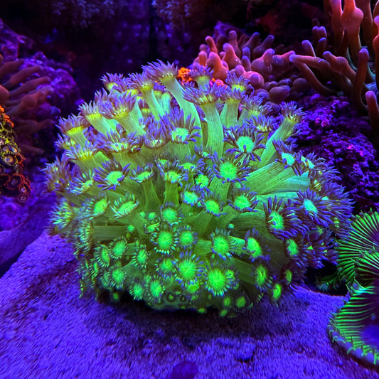 WYSIWYG Purple Tip Neon Goni LG