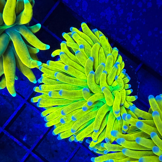 WYSIWYG Banana HG Torch