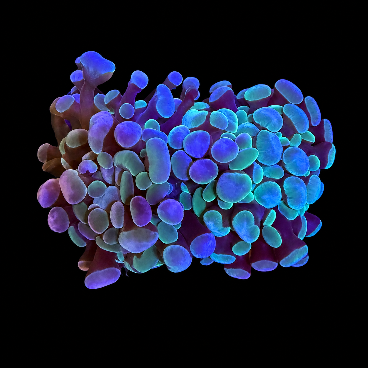WYSIWYG Blue and Green Tip Hammer Coral