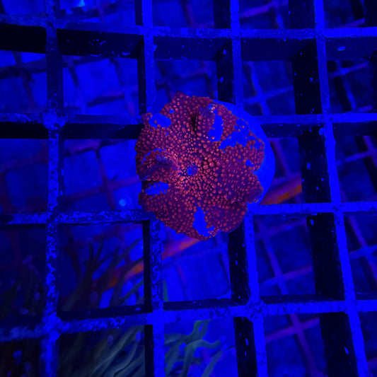 Blue Stripe Rhodactis