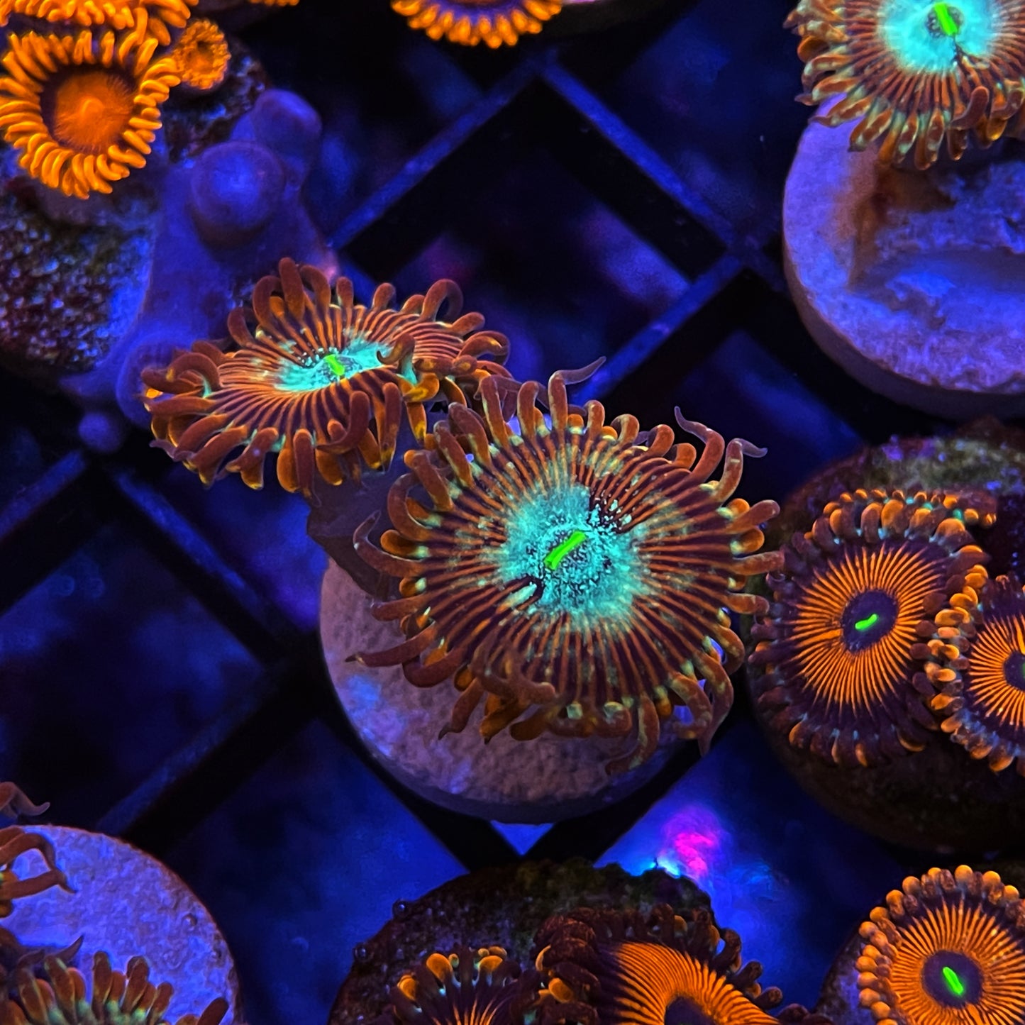 Magicians Zoanthids