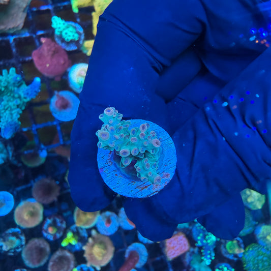 WYSIWYG AS Joker Acro