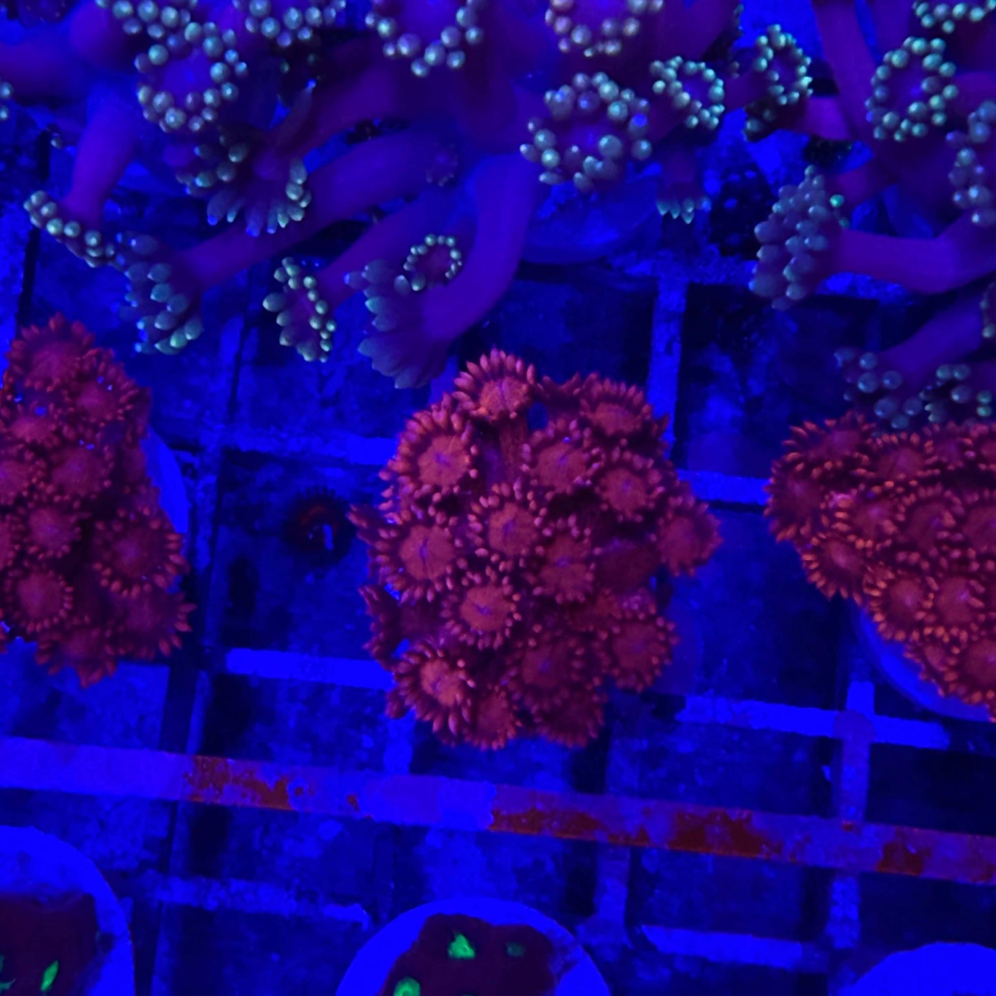 Ultra Red Goniopora Coral Frag