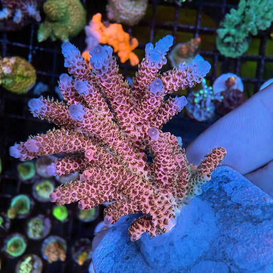 WYSIWYG AS Rainbow Millepora Colony