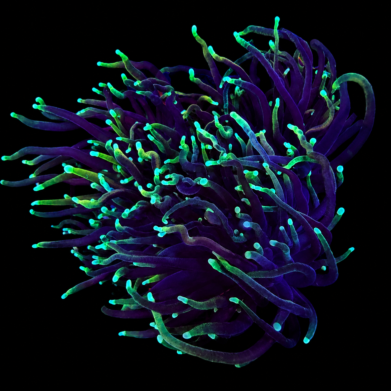 WYSIWYG Blowtorch Torch Coral
