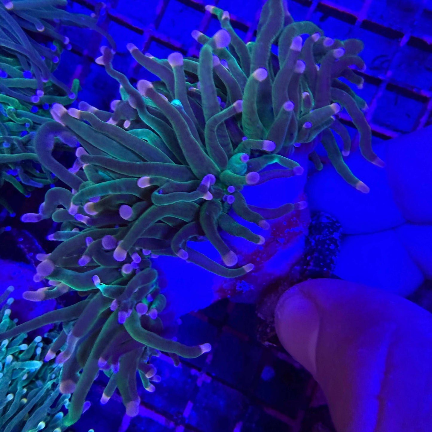 WYSIWYG Pink Tip Torch Coral