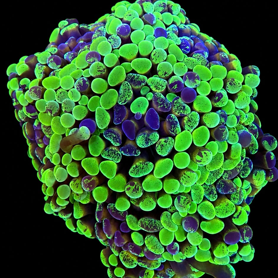 Triple Threat Hammer Coral