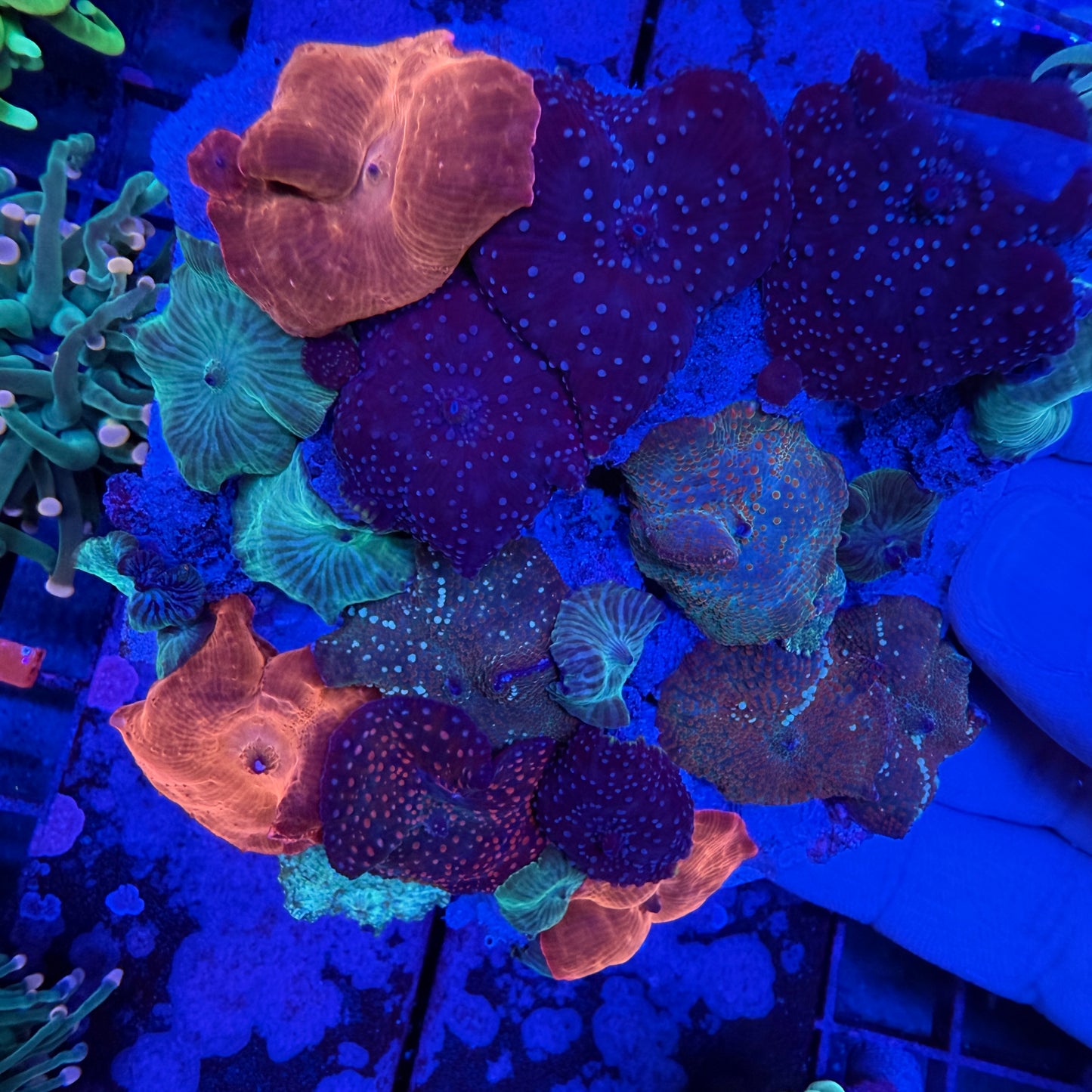 WYSIWYG Rainbow Mushroom Rock