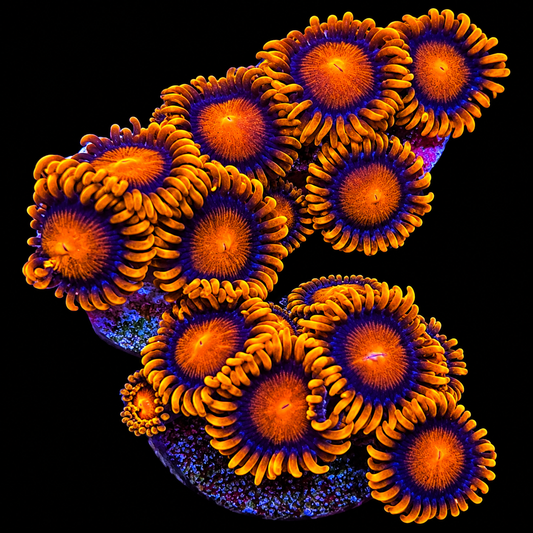 Bambam Zoanthids Coral
