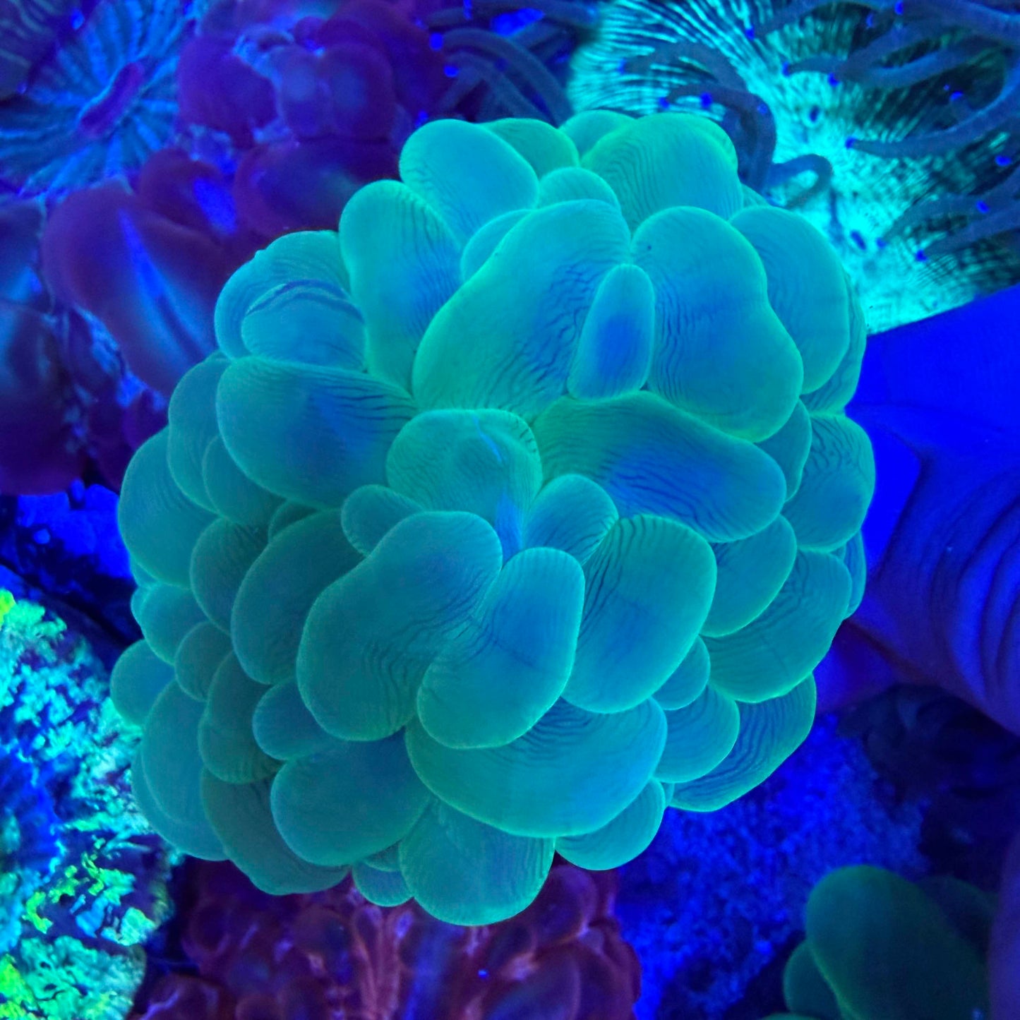 WYSIWYG Green Bubble Coral