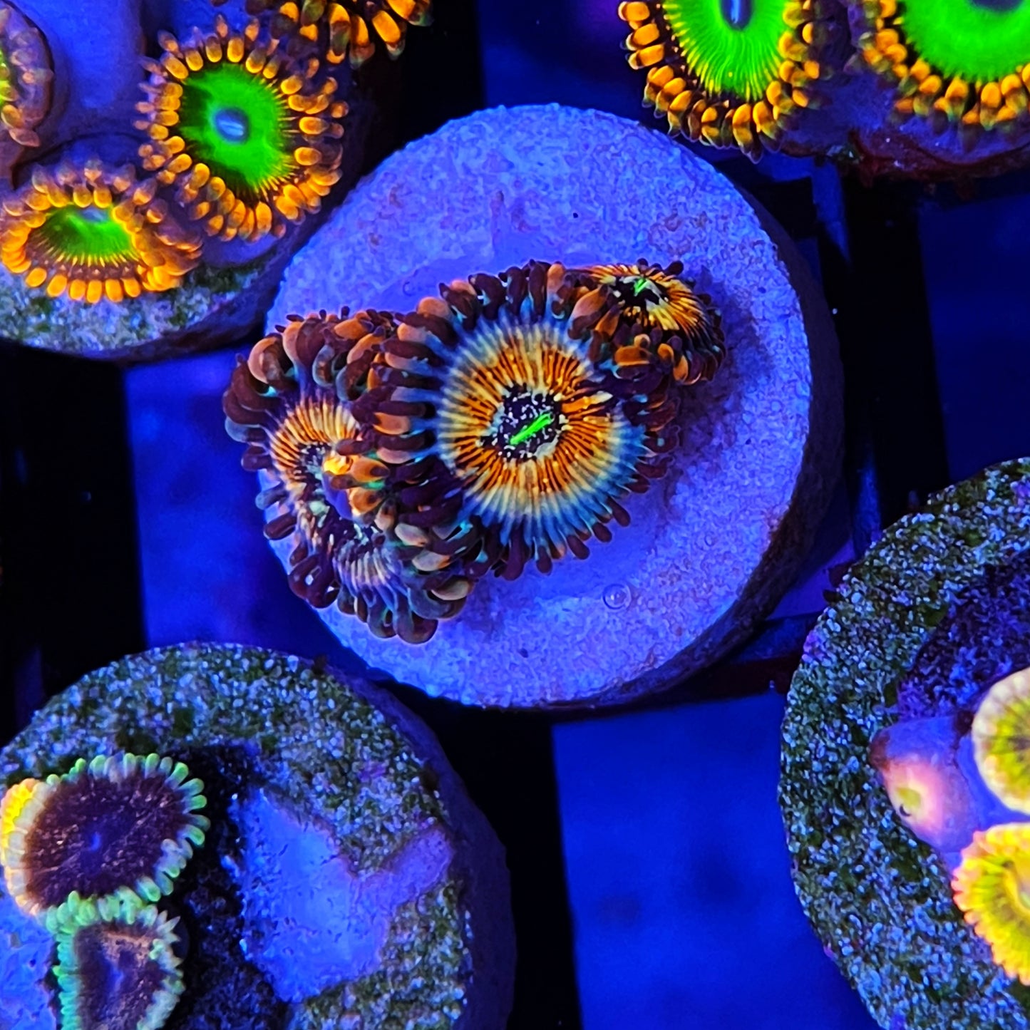 White Zombie Zoanthids