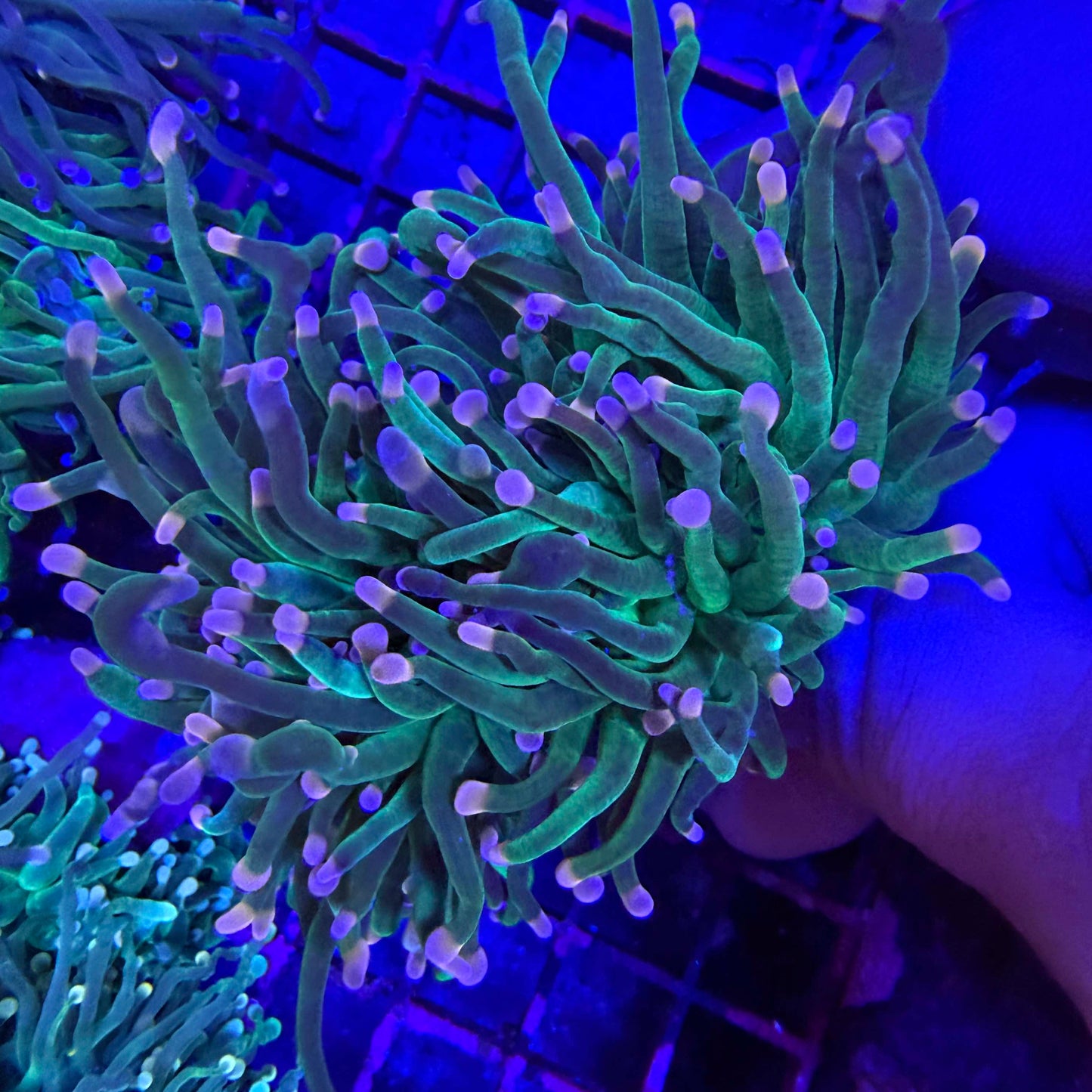 WYSIWYG Pink Tip Torch Coral