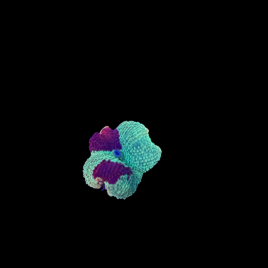 WYSIWYG Jawbreaker Mushroom