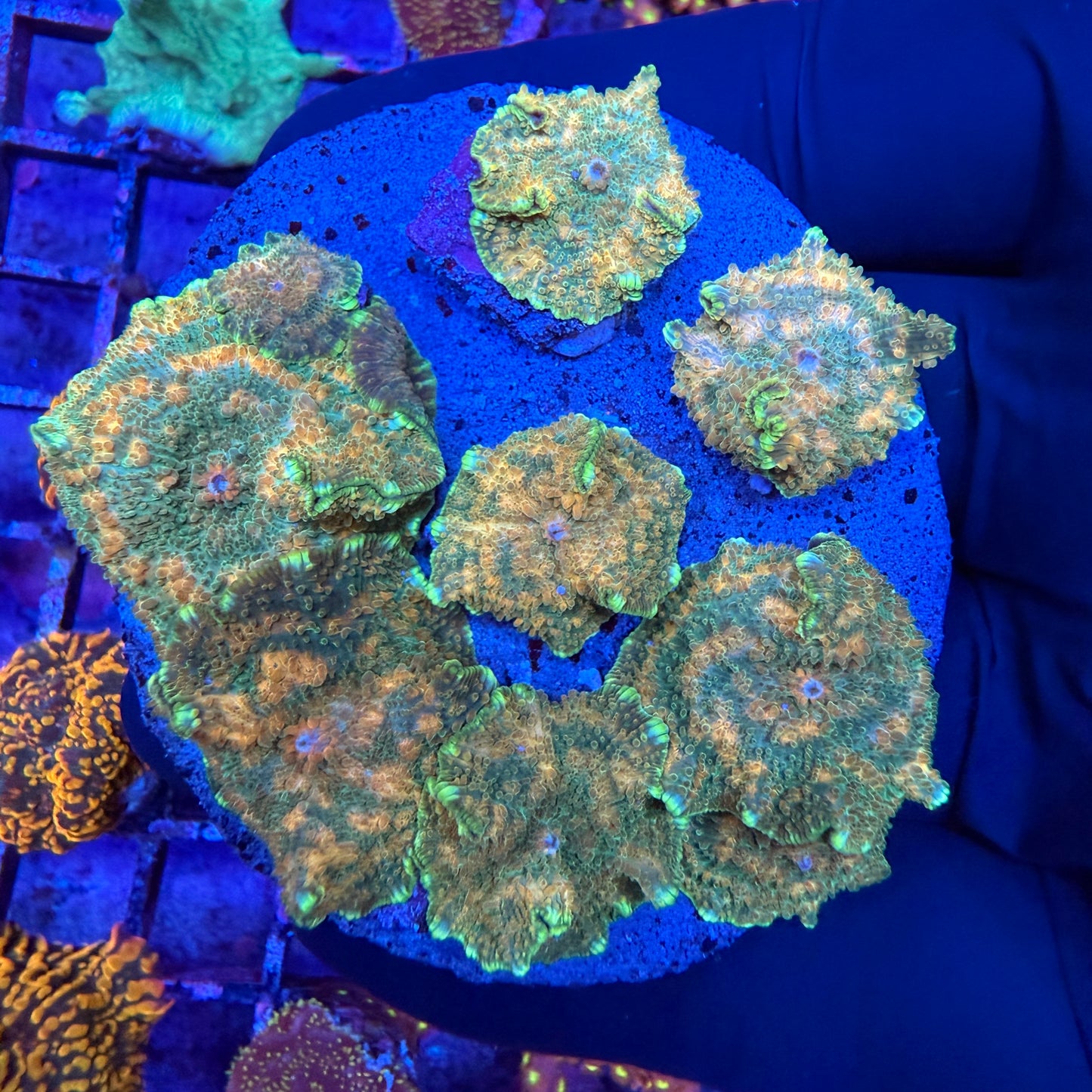 WYSIWYG Mushroom Coral Rock