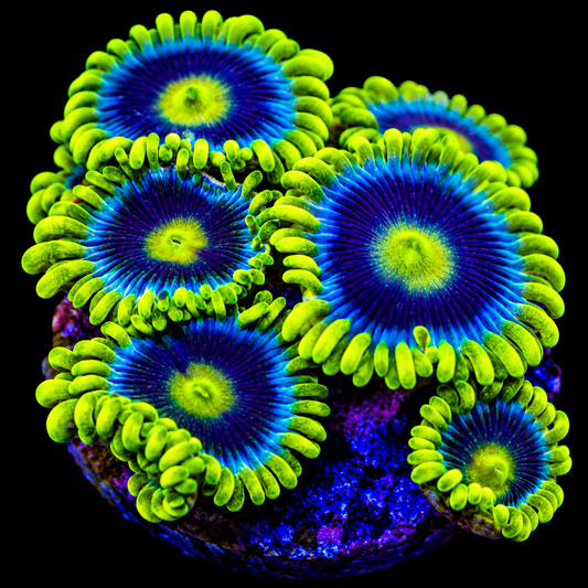 Blueberry Fields Zoa Coral
