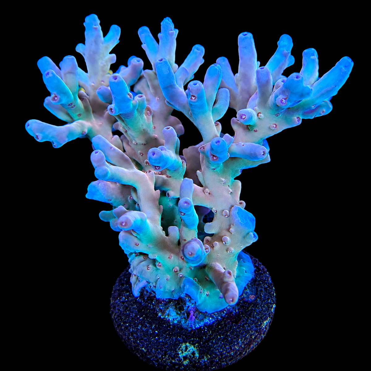 AS Avatar Lokani Coral