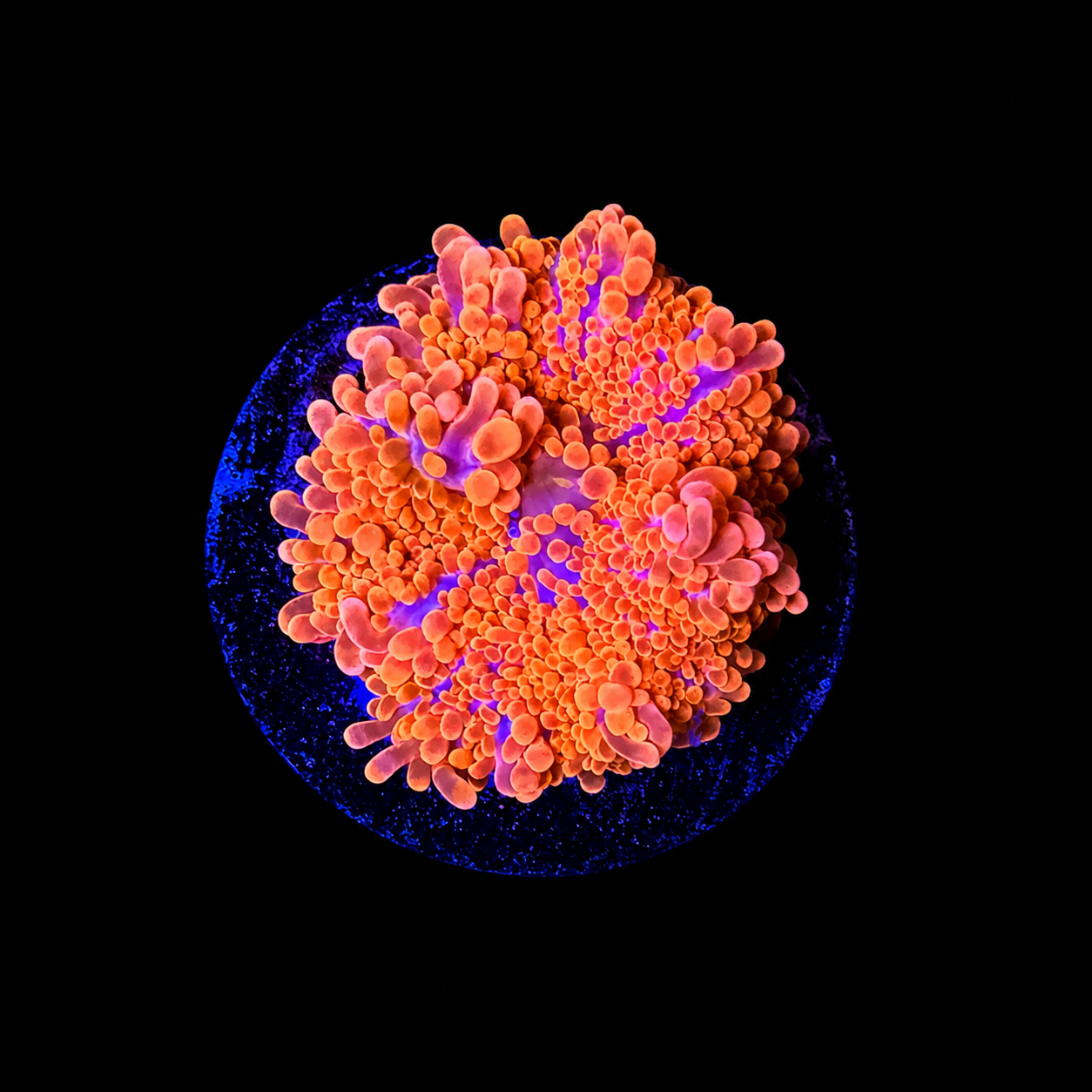 WYSIWYG High End Mushroom Coral