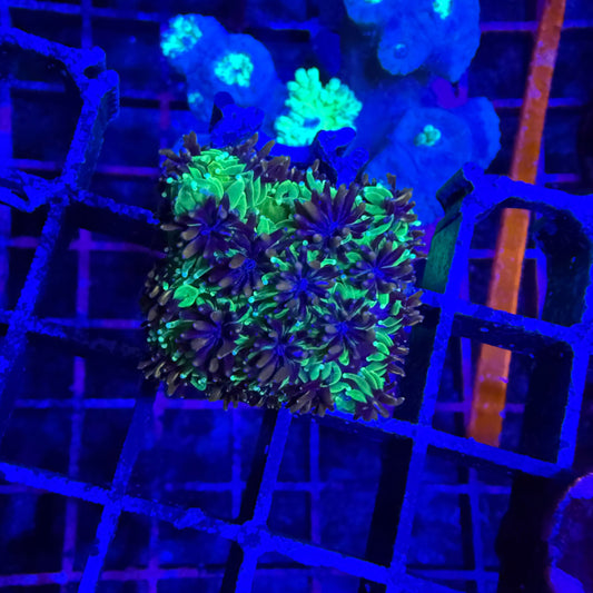 WYSIWYG Sonic the Hedgehog Galaxea