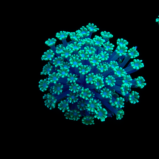 WYSIWYG Green Goniopora Coral