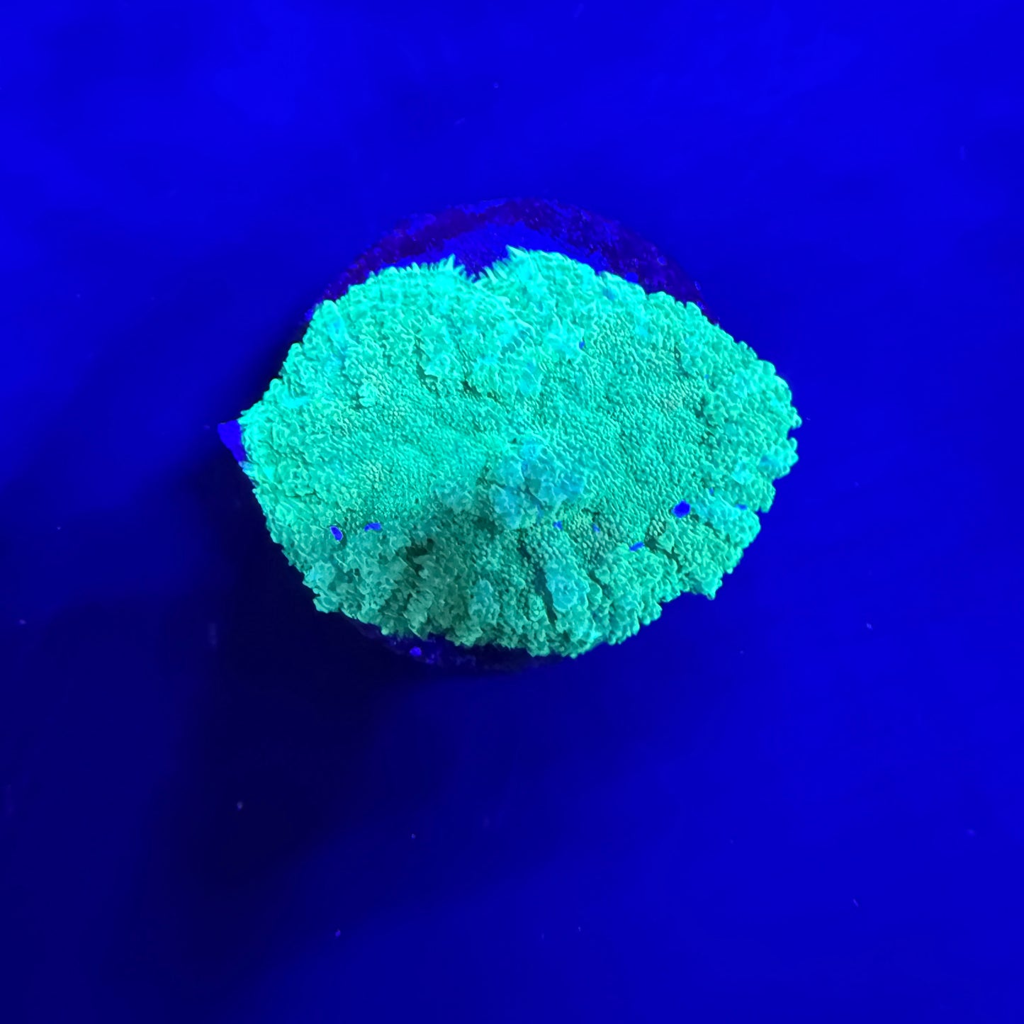 WYSIWYG High End Mushroom Coral