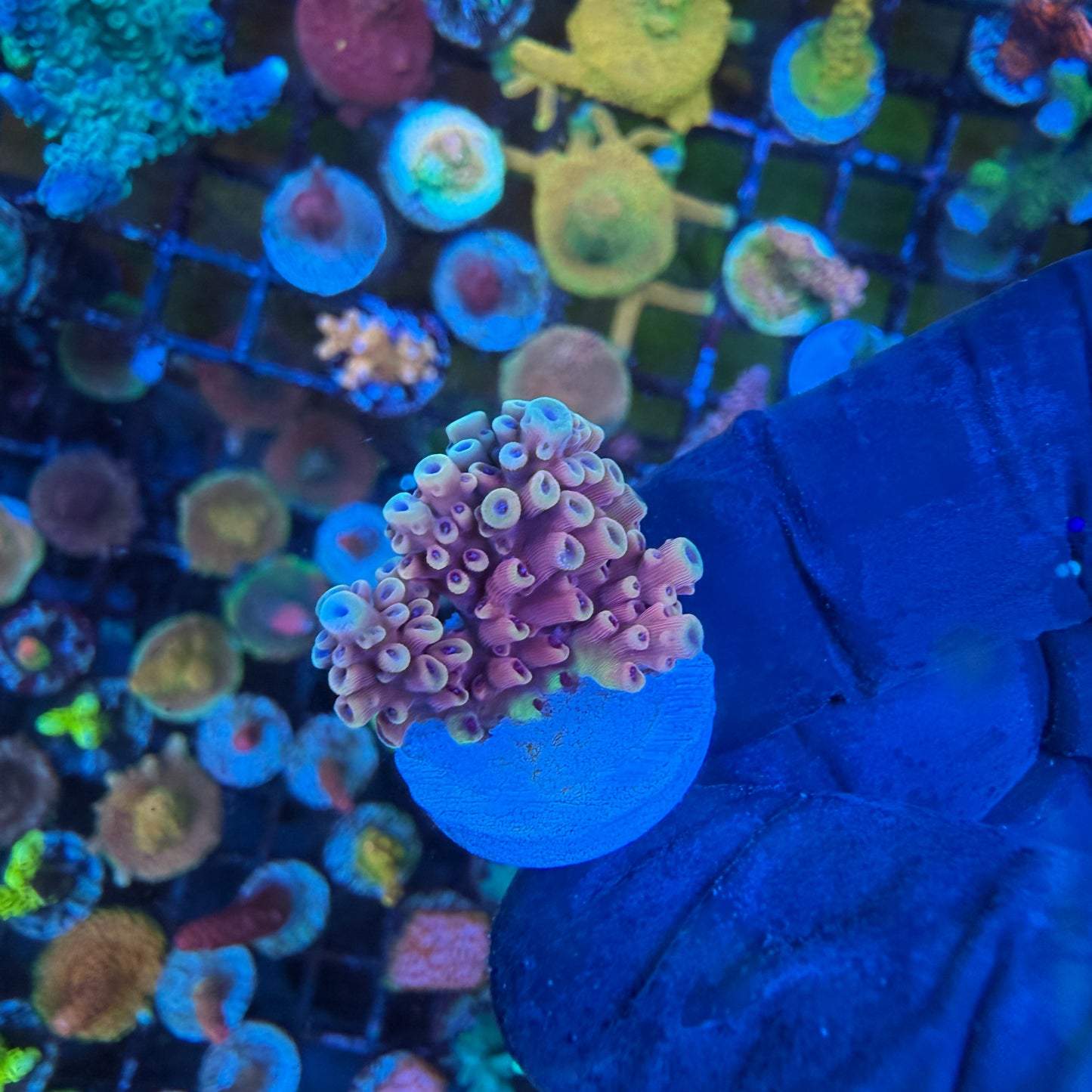 WYSIWYG Pink Cadillac