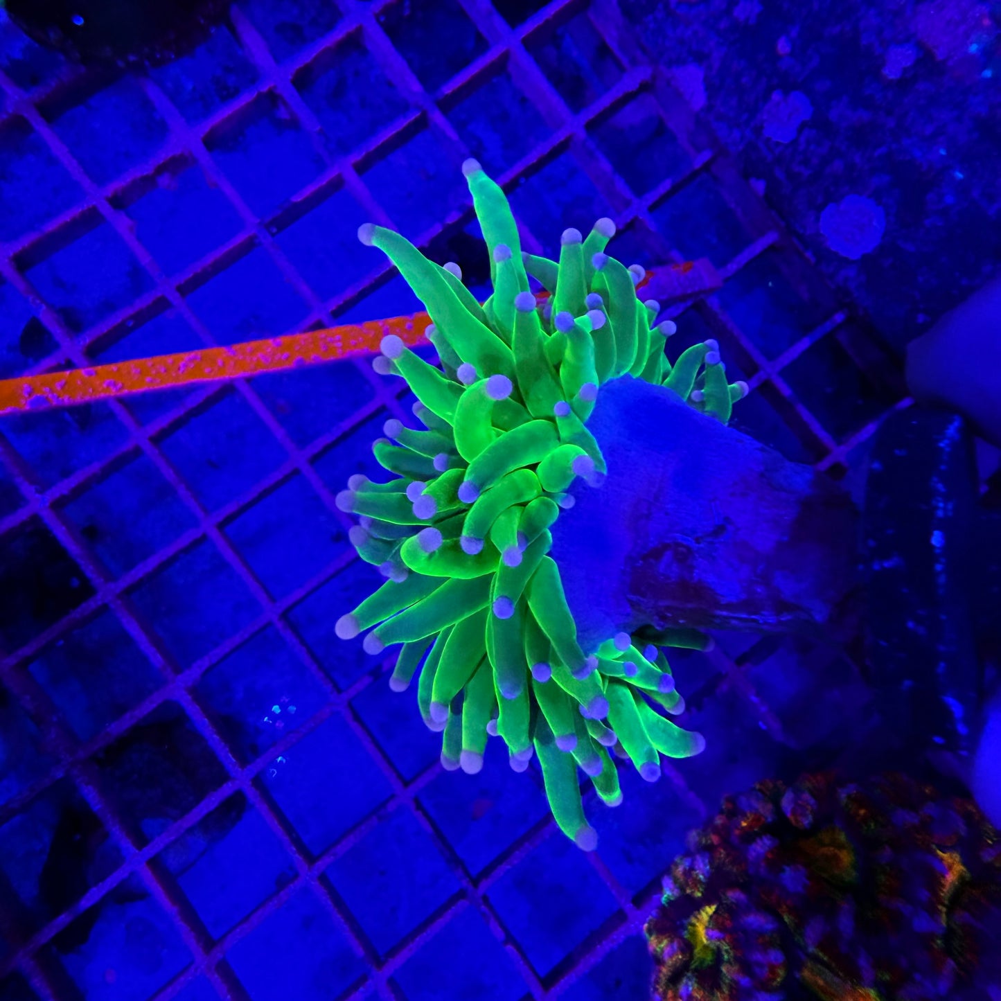 WYSIWYG Pink Tip Holy Grail Torch