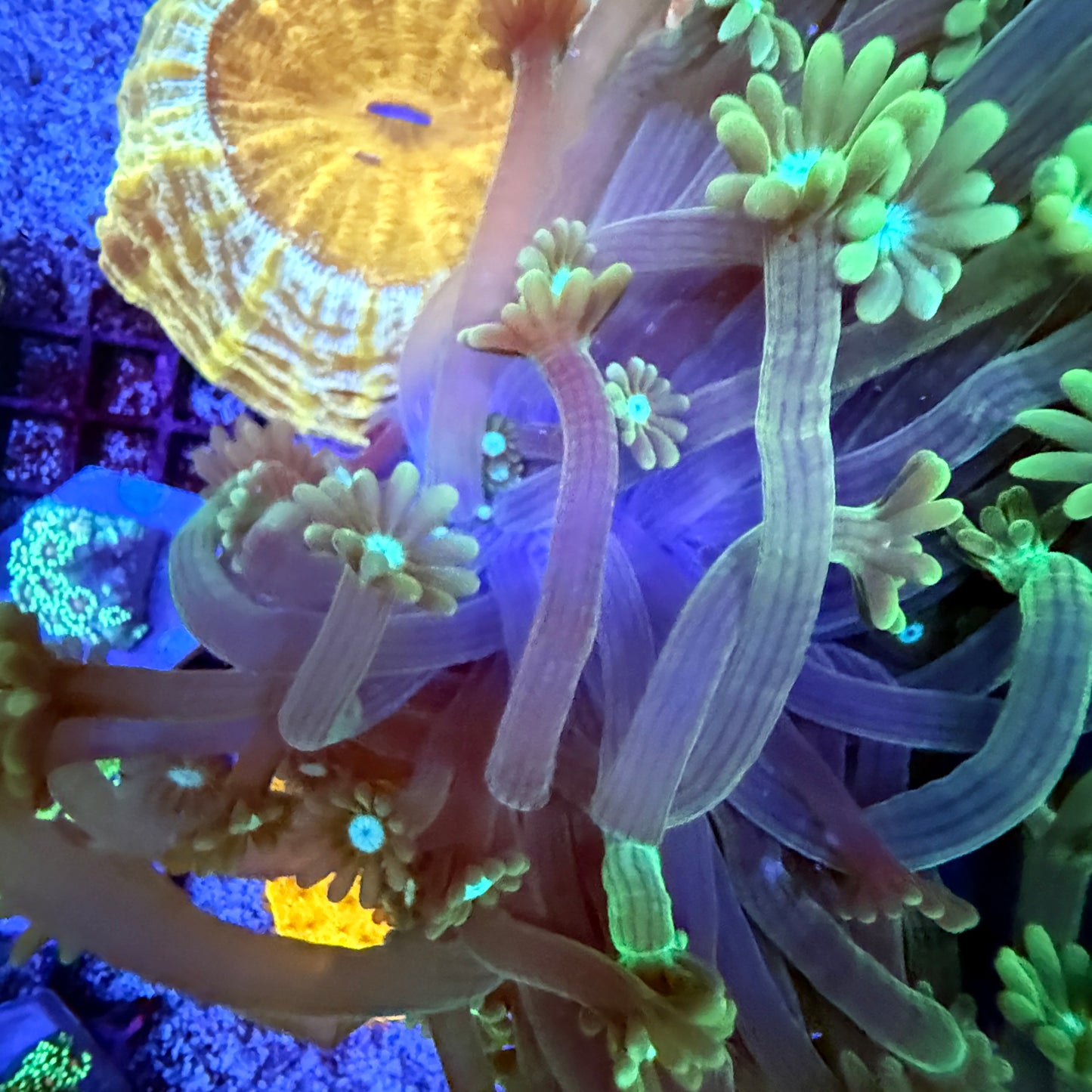 WYSIWYG Green Gonipora