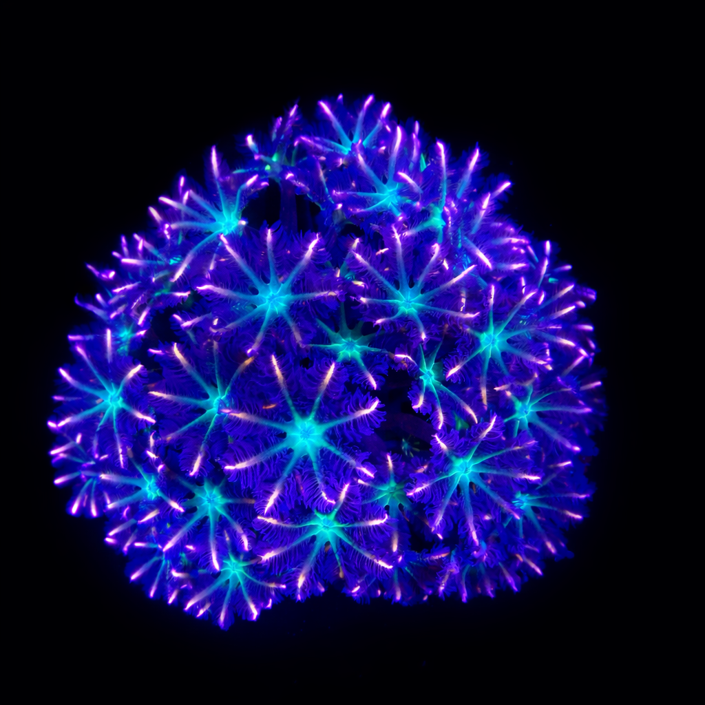 WYSIWYG Midnight Fireworks Clove Polyp coral