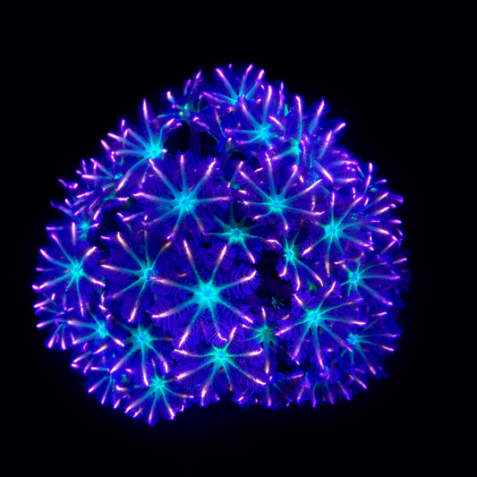 WYSIWYG Midnight Fireworks Clove Polyp coral