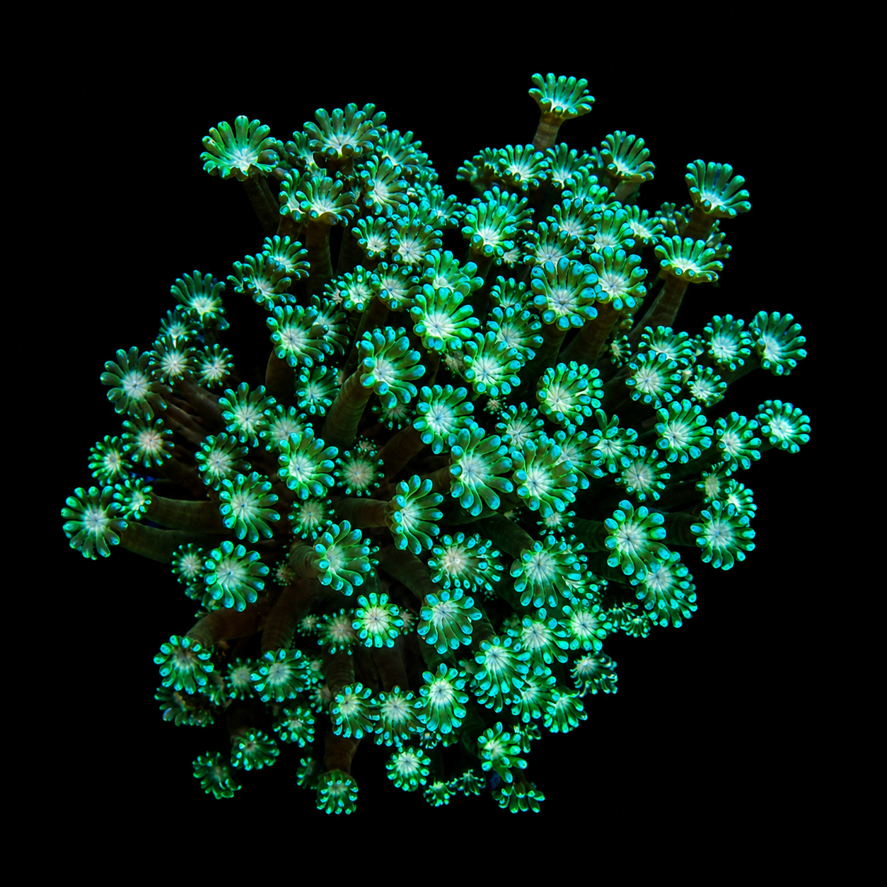 WYSIWYG High End Goniopora Coral