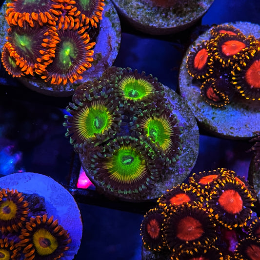 Sour Apples Zoanthids