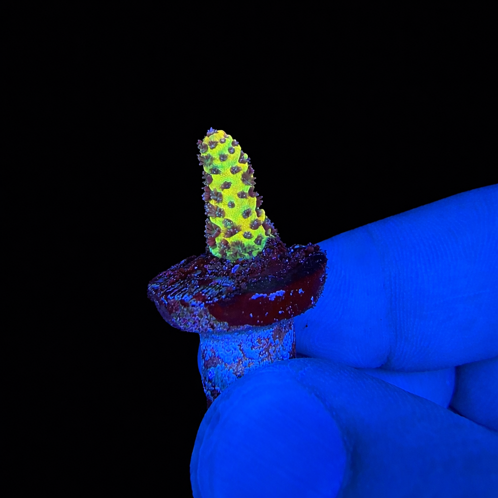 WYSIWYG Phantom Millepora Coral