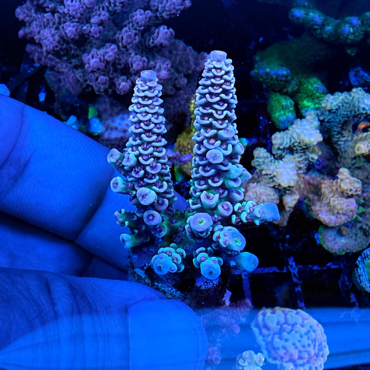WYSIWYG AS Paradox Tenuis Coral