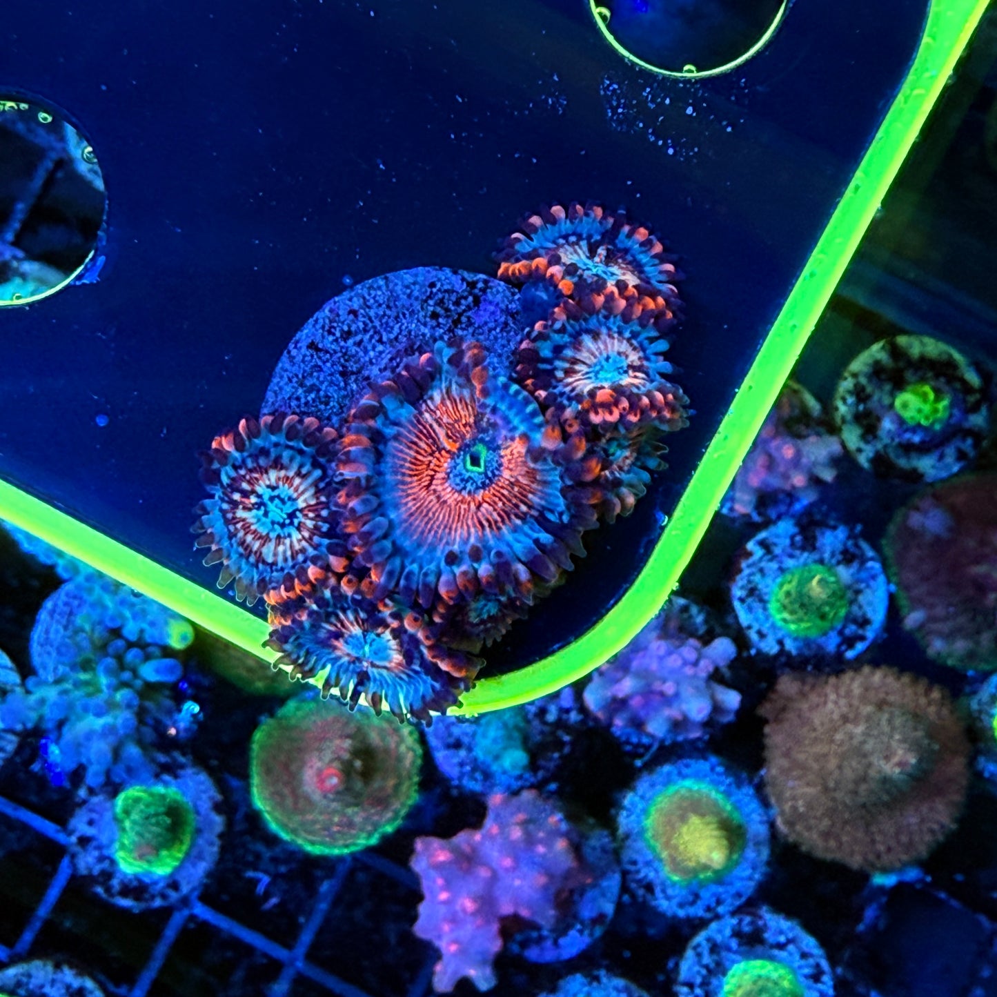 WYSIWYG White Zombie Zoa