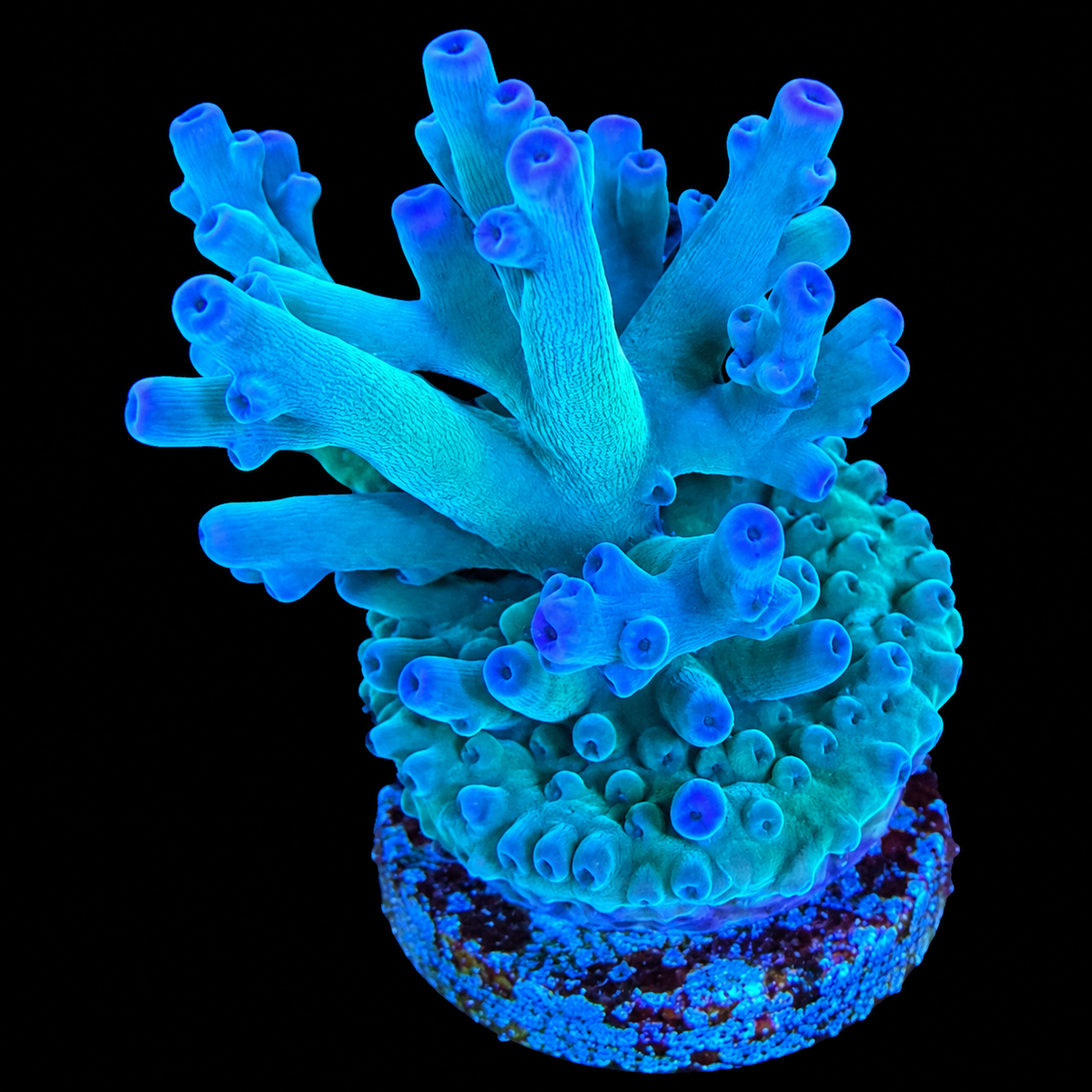 WYSIWYG ORA Hawkins Echinata Acropora Coral