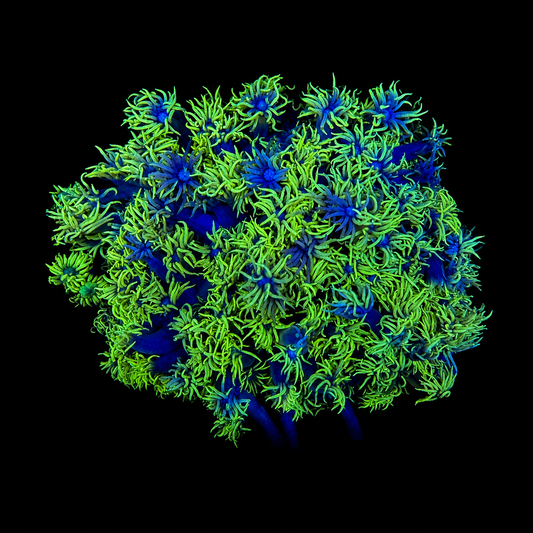 WYSIWYG Bicolor Goniopora Coral