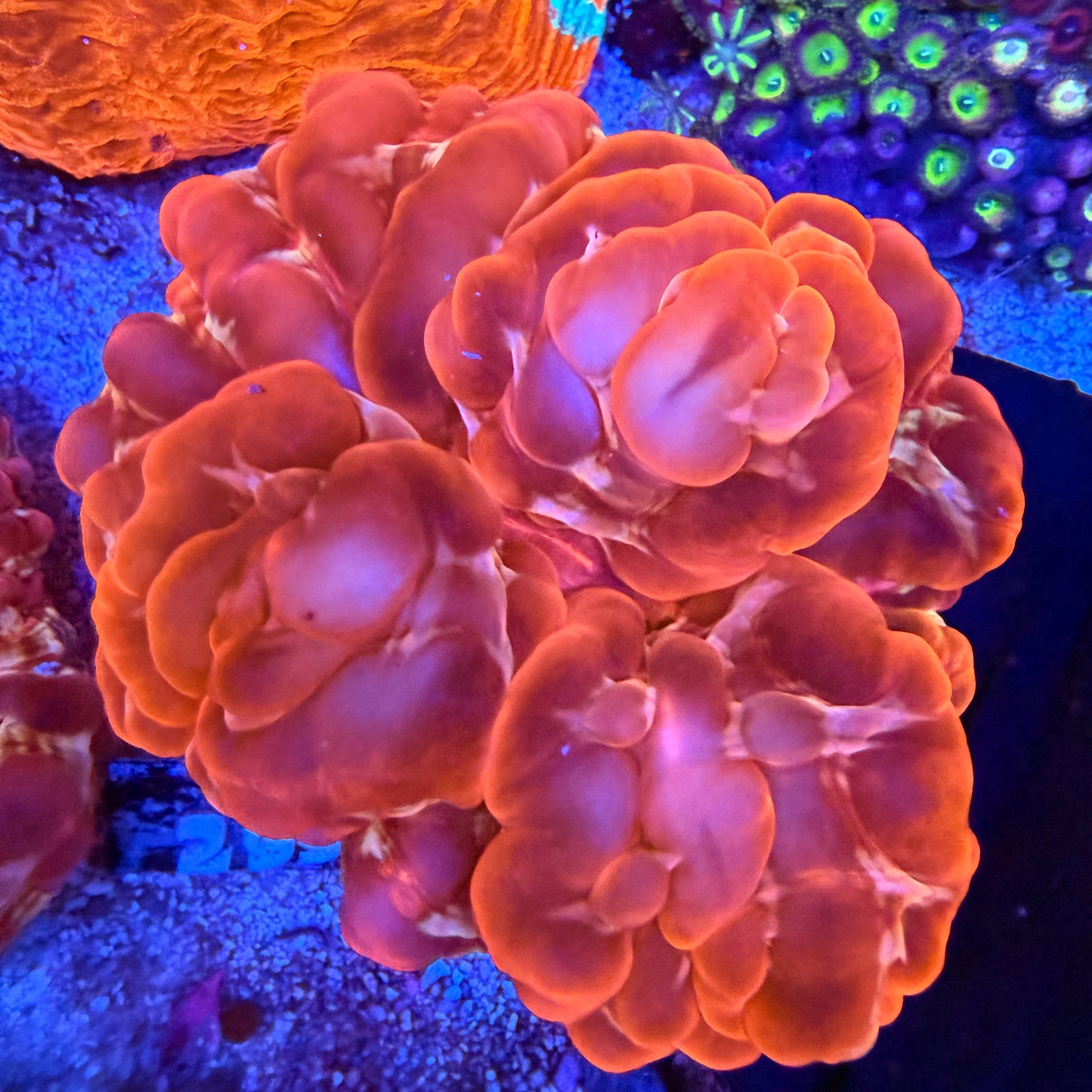 WYSIWYG Ultra Red Cynarina