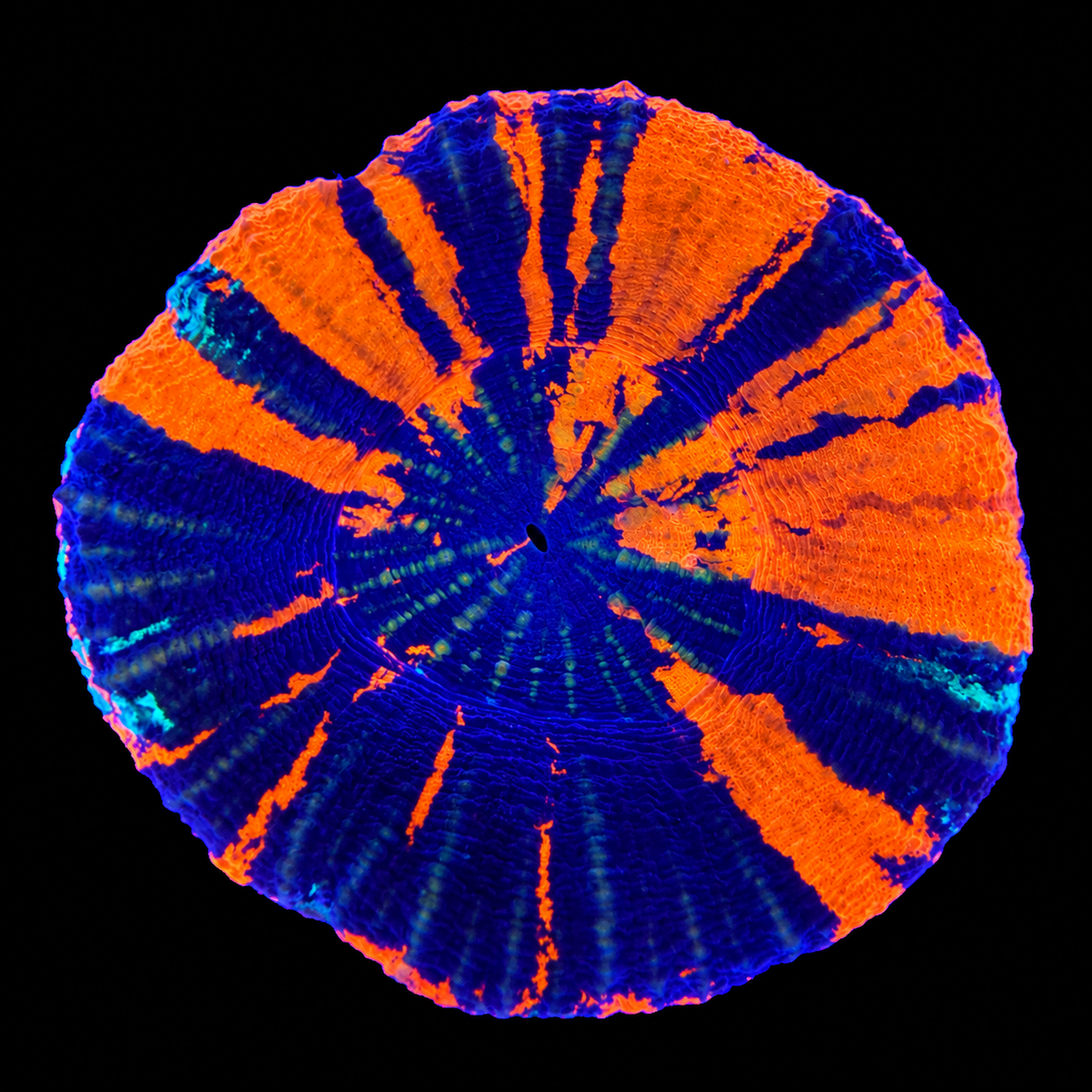 WYSIWYG War Paint Scolly Coral