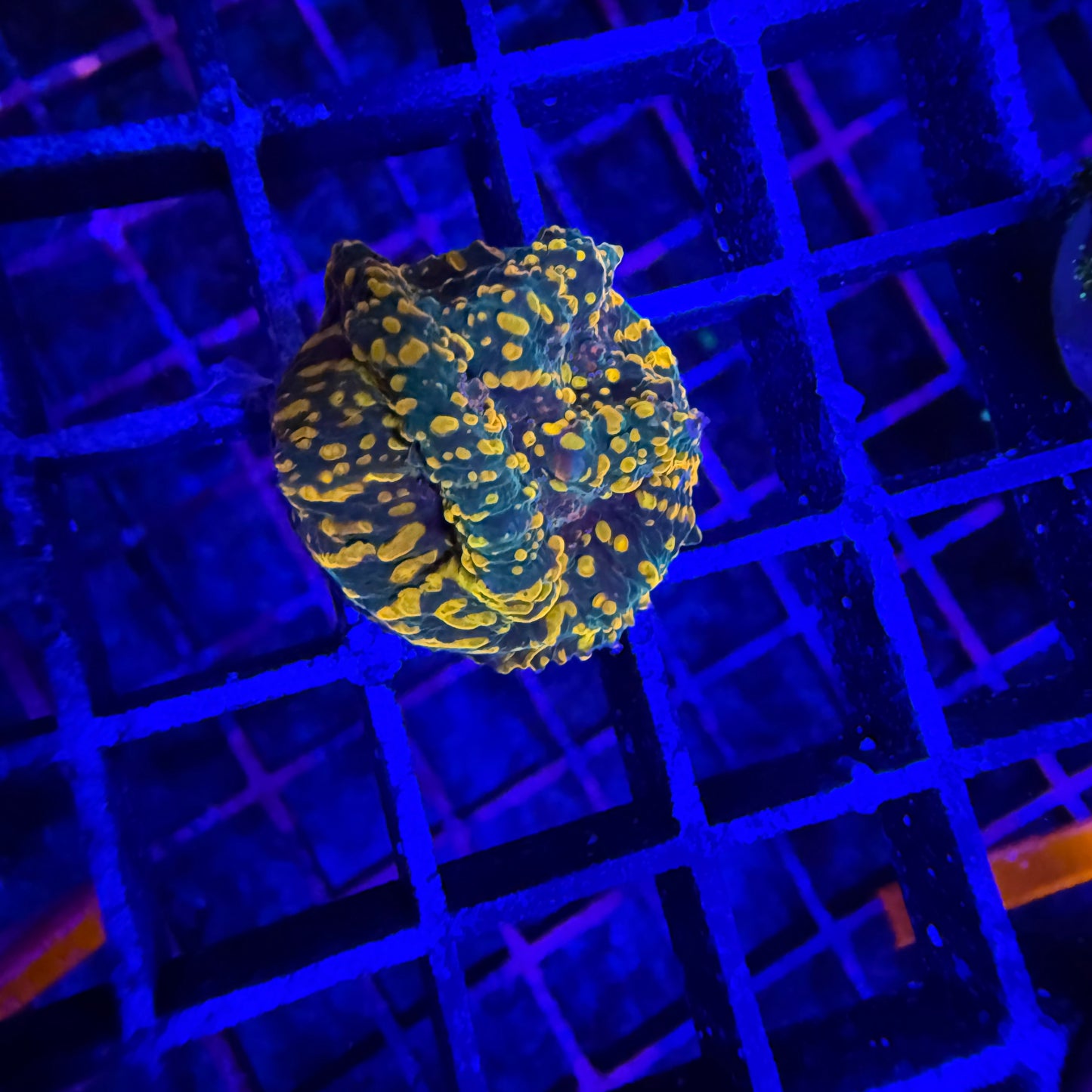 WYSIWYG Cloudberry Chalice