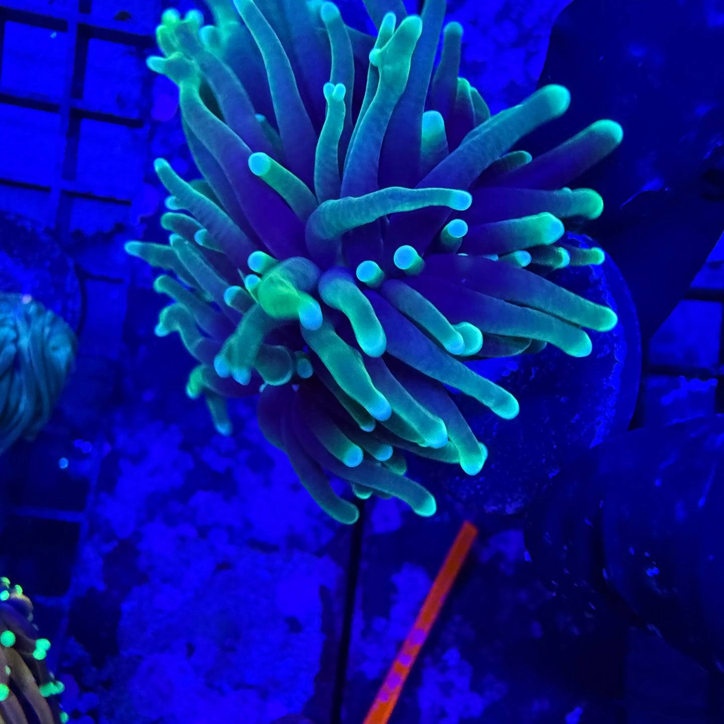 Green Soul Torch Coral
