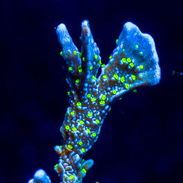 JF Midnight Dynamite Montipora Coral