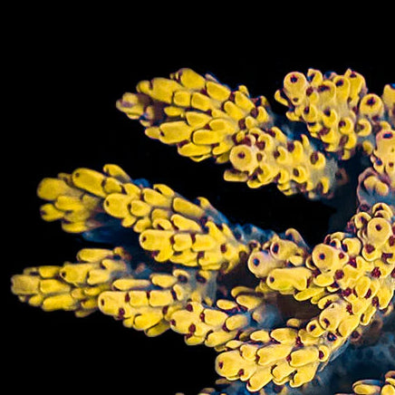 Wolverine Acropora Coral