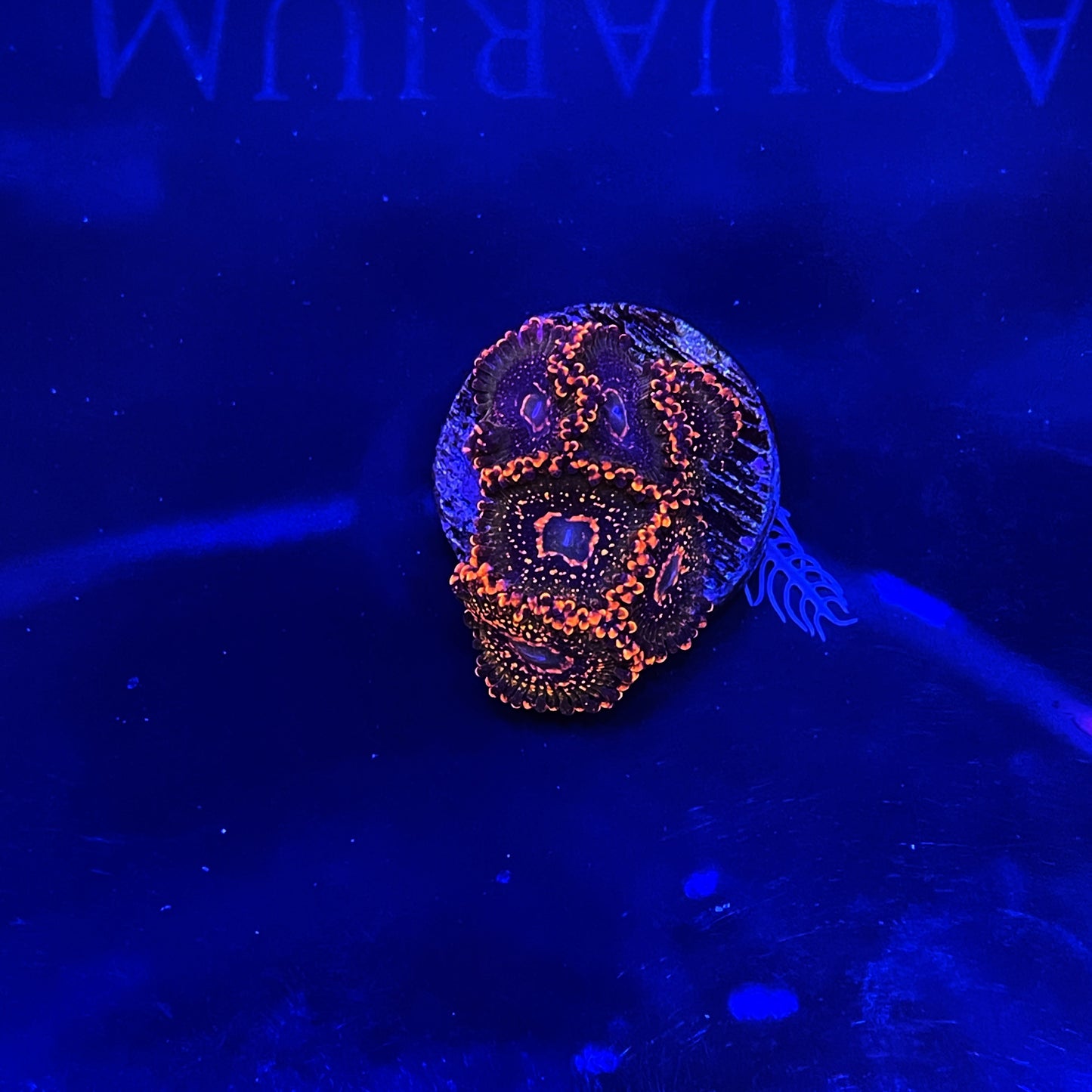 Azz Krak Zoas