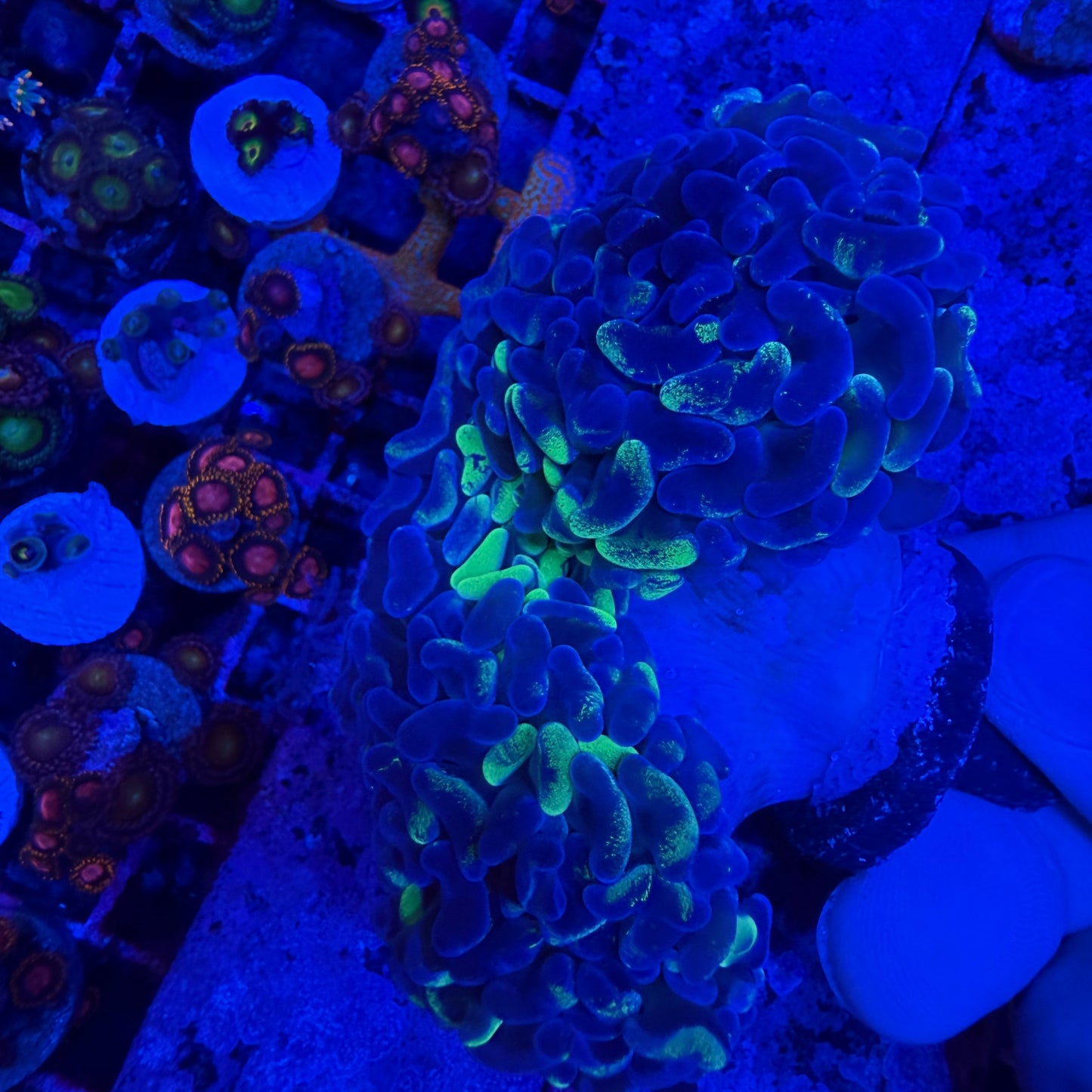 WYSIWYG Splatter Hammer