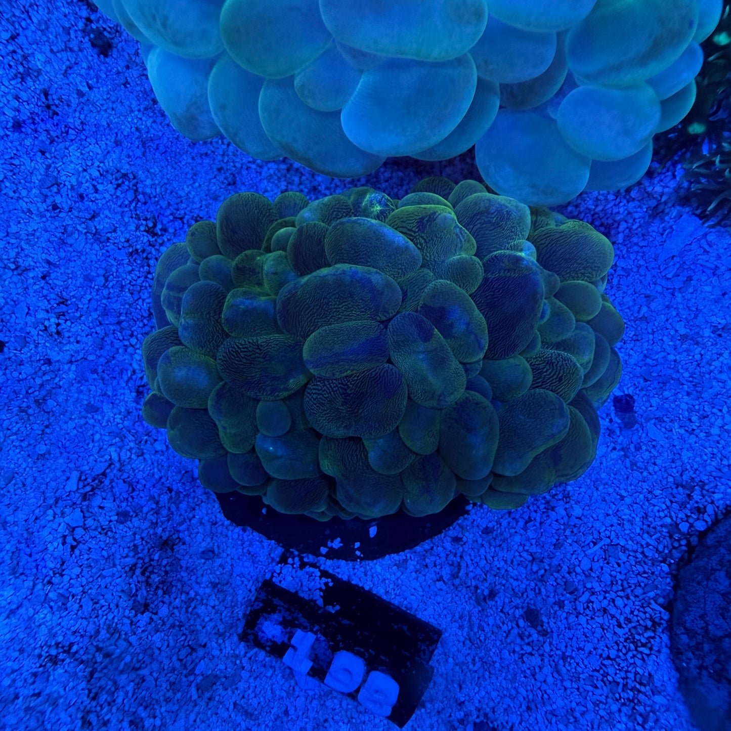 WYSIWYG Green Bubble Coral